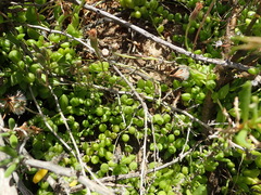 Curio radicans