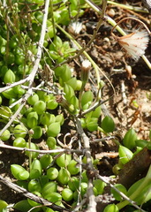 Curio radicans