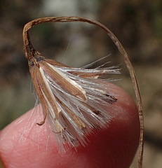 Curio radicans