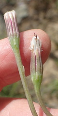 Curio radicans
