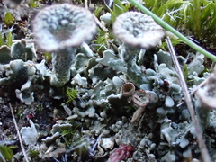 Cladonia monomorpha
