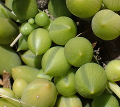 Curio radicans