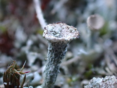 Cladonia monomorpha