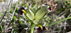 Iris tuberosa