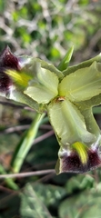 Iris tuberosa