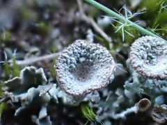 Cladonia monomorpha