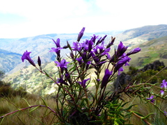 Gentianella radicata