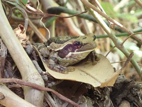 Trachycephalus macrotis