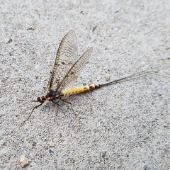 Ephemeridae