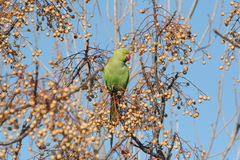 Psittacula krameri