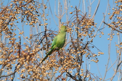 Psittacula krameri