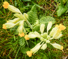Primula veris