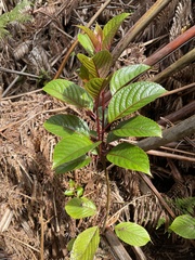 Perrottetia sandwicensis