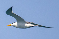 Thalasseus bengalensis