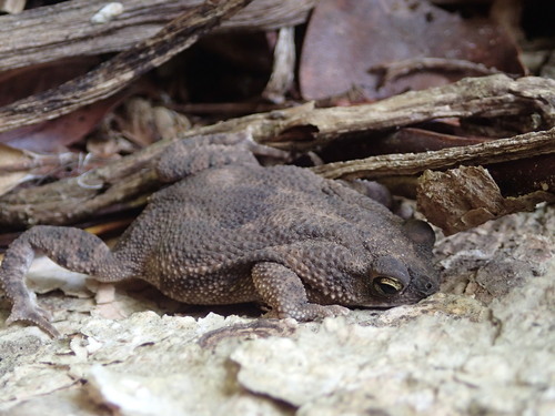 Rhinella humboldti