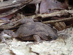 Rhinella humboldti