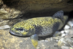 Salmo rhodanensis