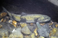 Salmo rhodanensis