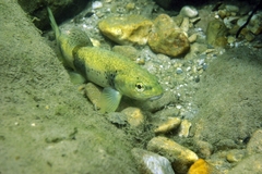 Salmo rhodanensis