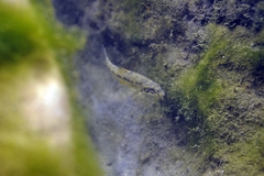 Gobio occitaniae