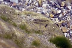 Gobio occitaniae
