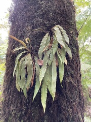 Elaphoglossum paleaceum
