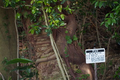 Ficus subpisocarpa