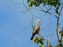 Ducula aenea pusilla