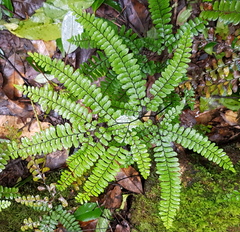 Adiantum silvaticum