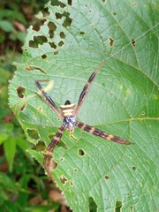 Argiope reinwardti