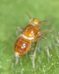 Pissonotus binotatus