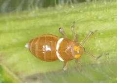 Pissonotus binotatus