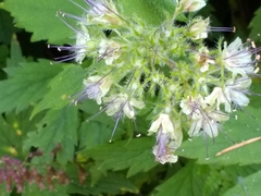 Hydrophyllum tenuipes