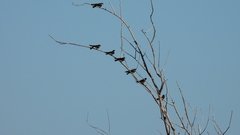 Tachycineta leucopyga