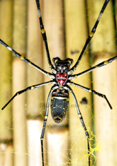 Nephila vitiana