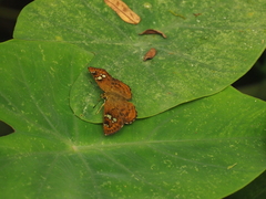 Pseudocoladenia dan