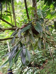 Aeschynanthus albidus