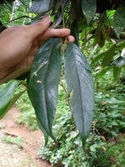 Aeschynanthus albidus