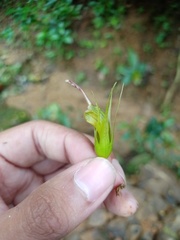 Aeschynanthus albidus