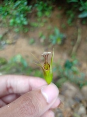 Aeschynanthus albidus