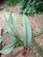 Aeschynanthus albidus
