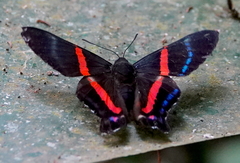 Ancyluris jurgensenii