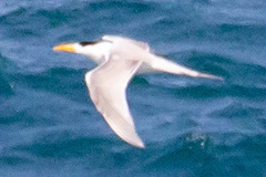 Thalasseus bengalensis