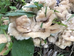 Climacodon dubitativus