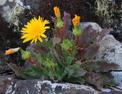 Reichardia × sventenia