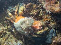 Schizophrys rufescens