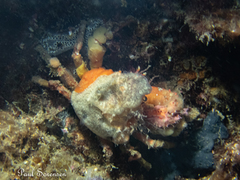 Schizophrys rufescens