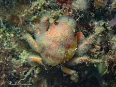 Schizophrys rufescens
