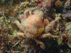 Schizophrys rufescens