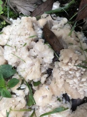 Climacodon dubitativus